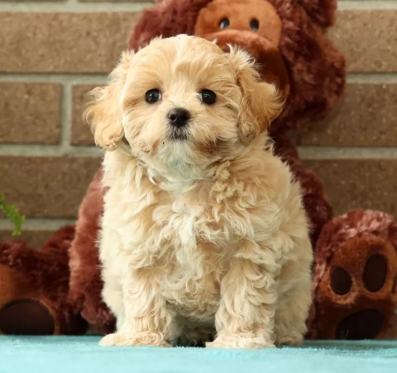 Max