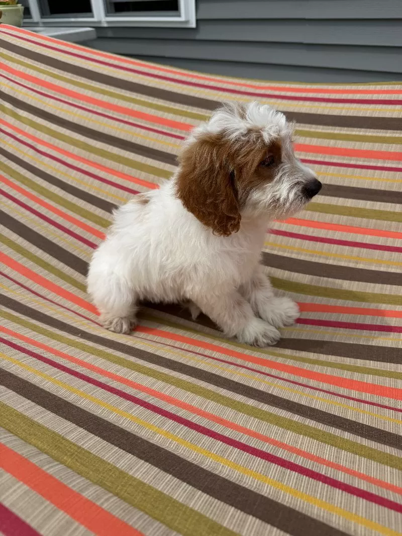 Archie