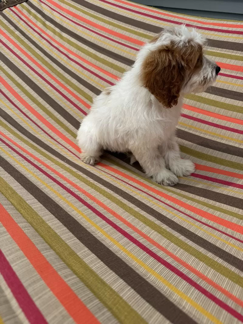Archie