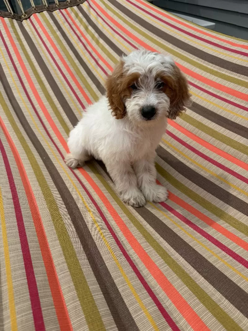 Archie