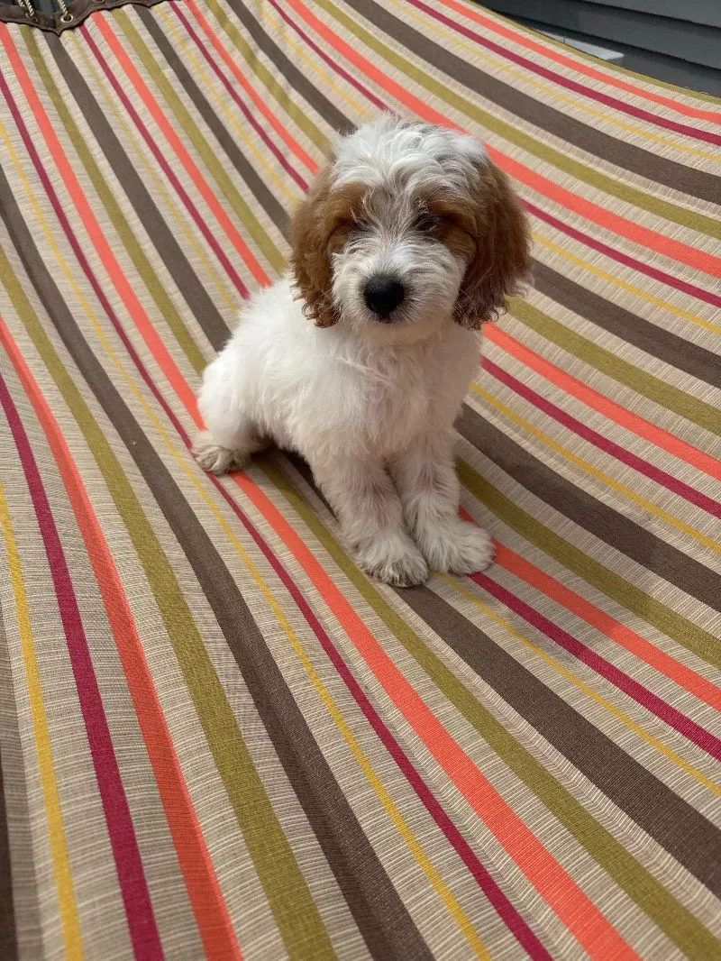 Archie