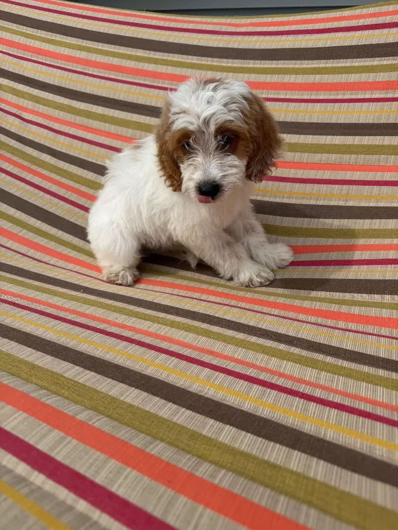 Archie