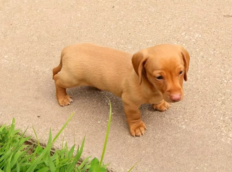 Rocky