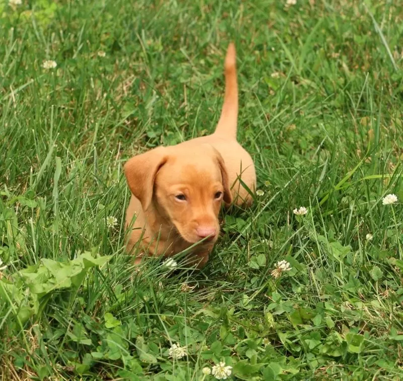 Rocky