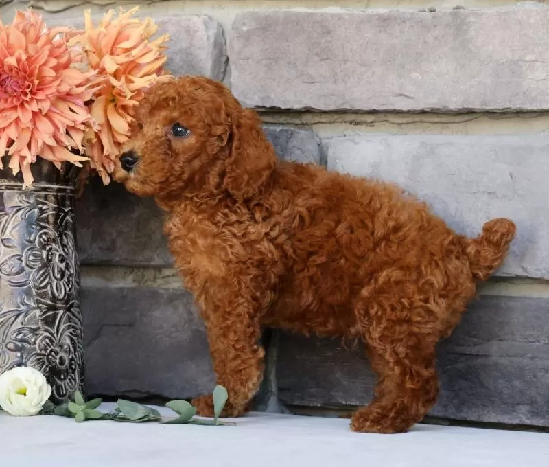 Nash