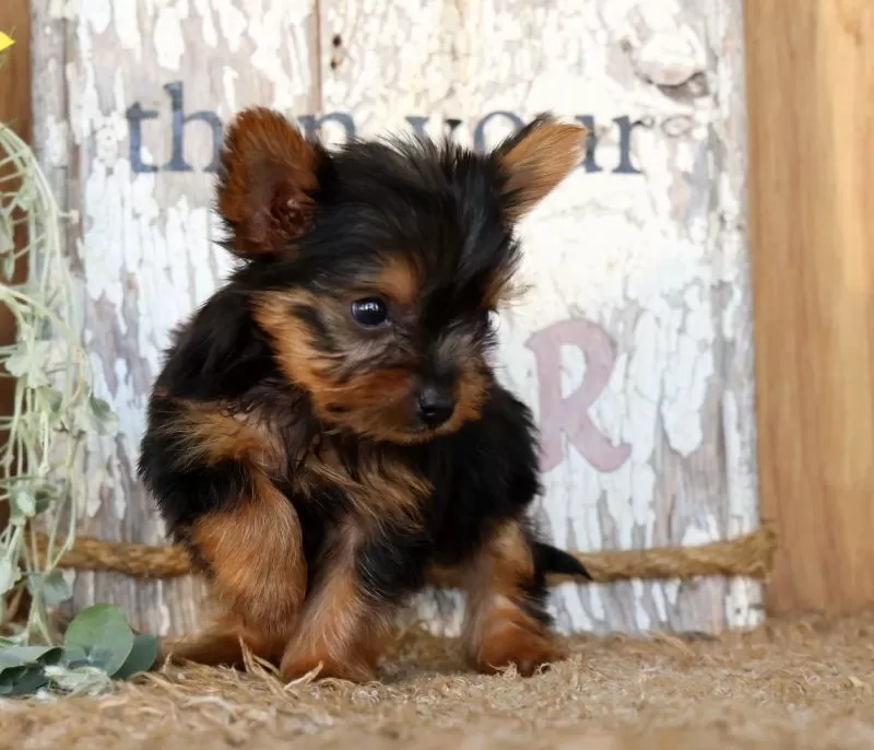 Ollie