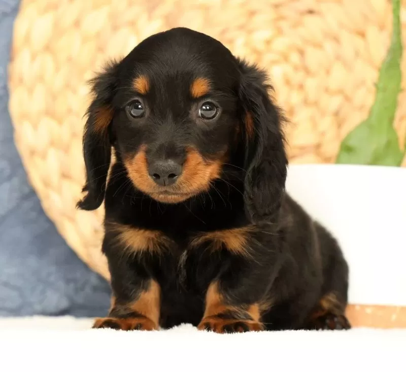 Jax