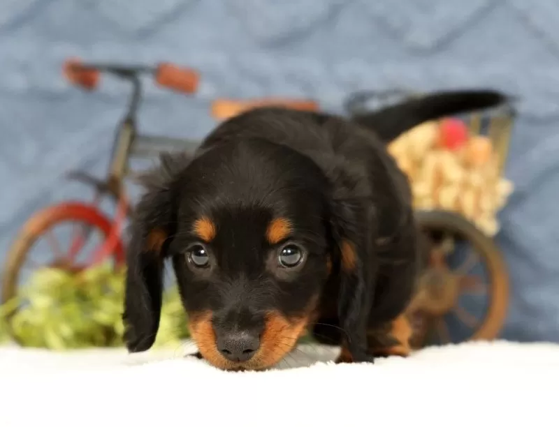 Jax