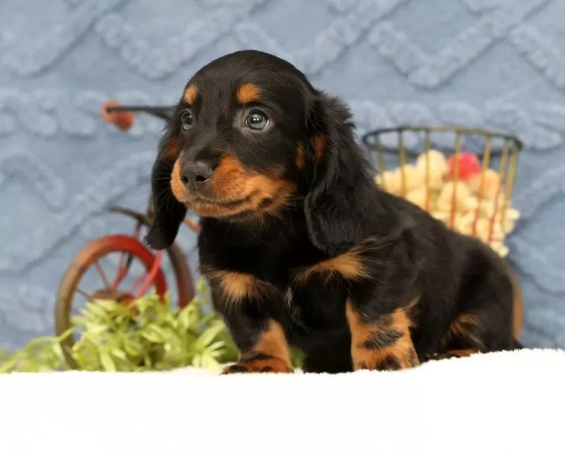 Jax