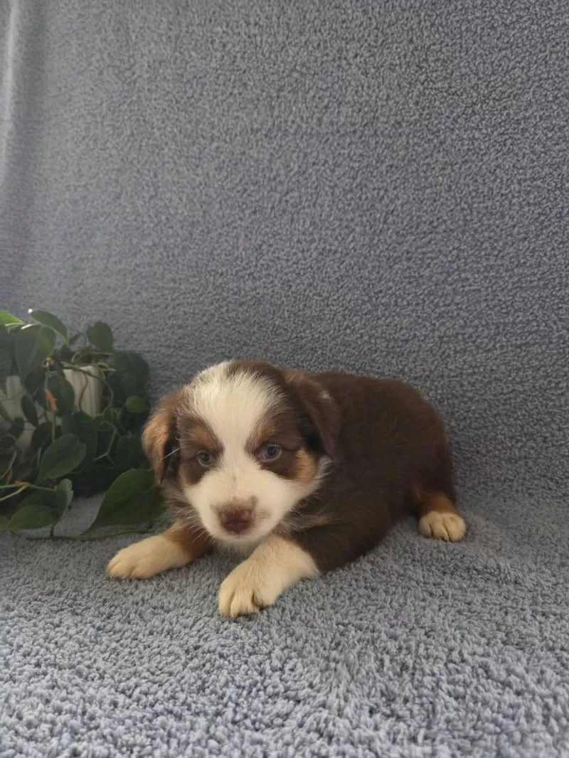 Mini Aussies coming soon