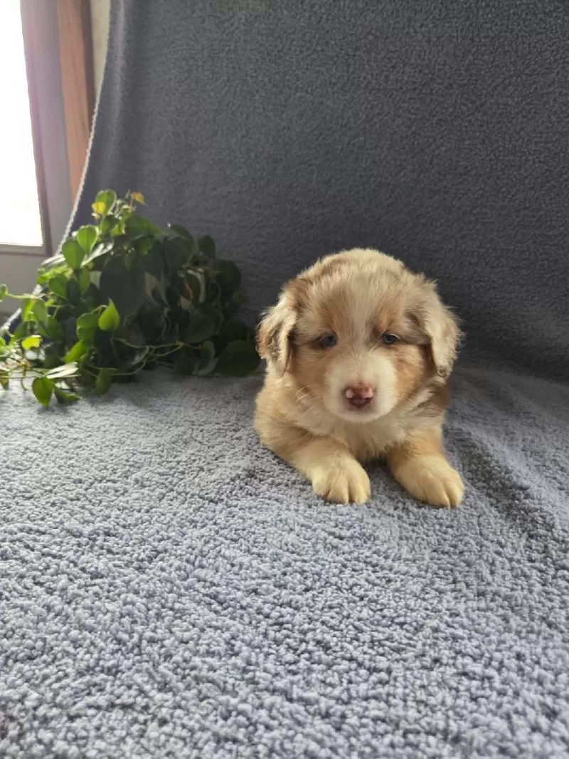 Mini Aussies coming soon