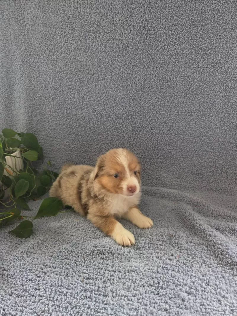 Mini Aussies coming soon
