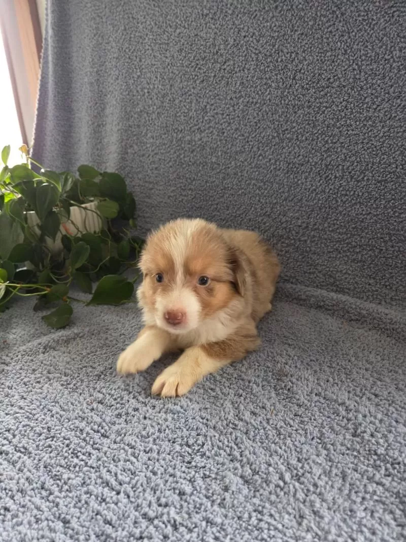 Mini Aussies coming soon