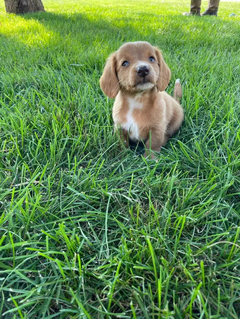 Ella