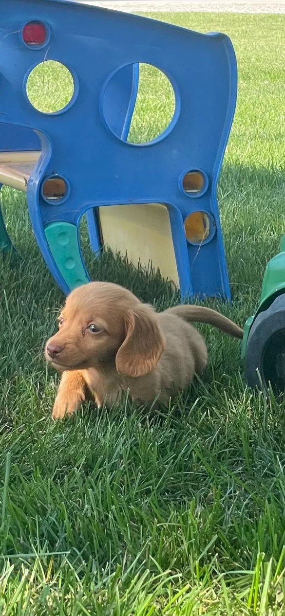 Toby