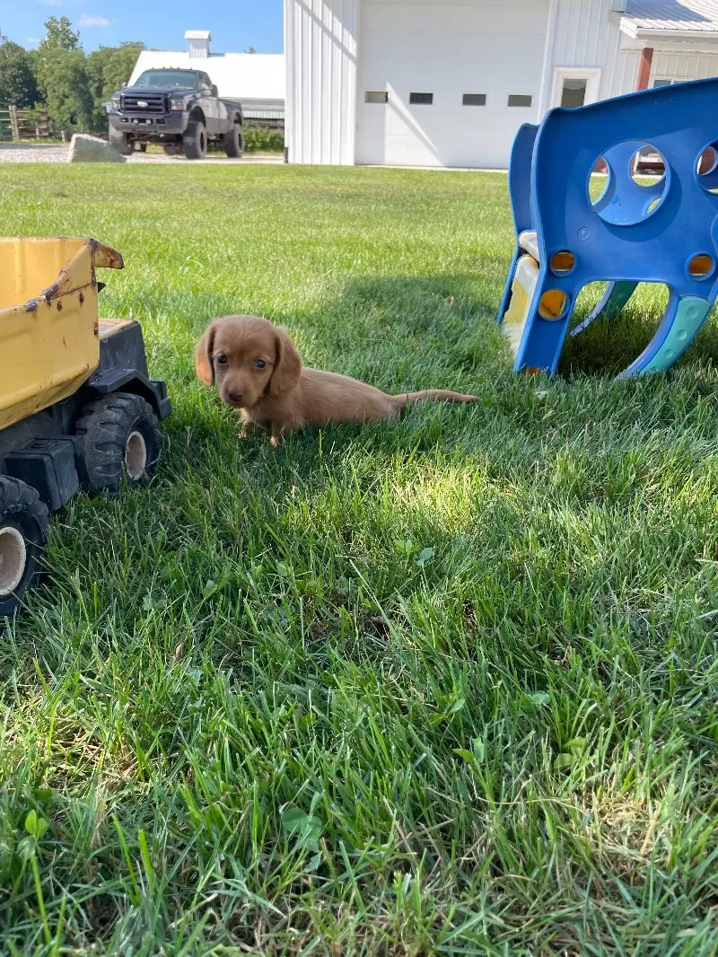 Toby