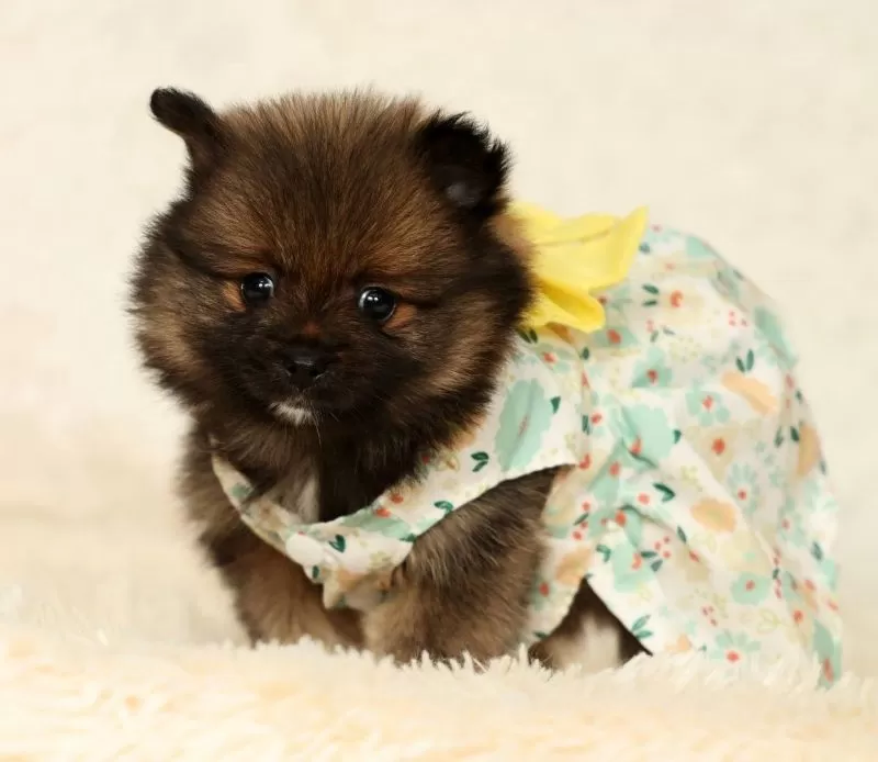 Cookie