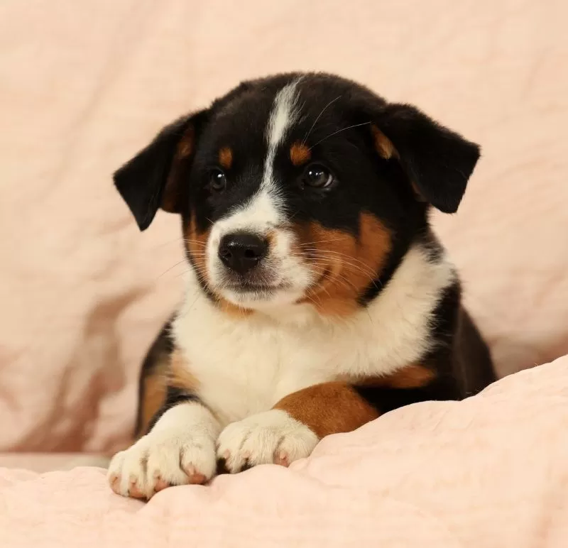 Zoey