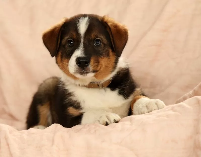 Duke