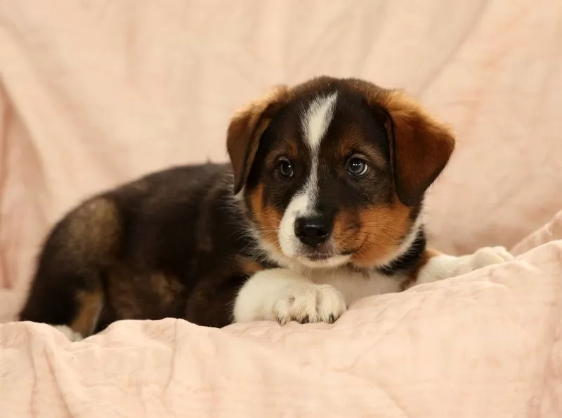 Duke