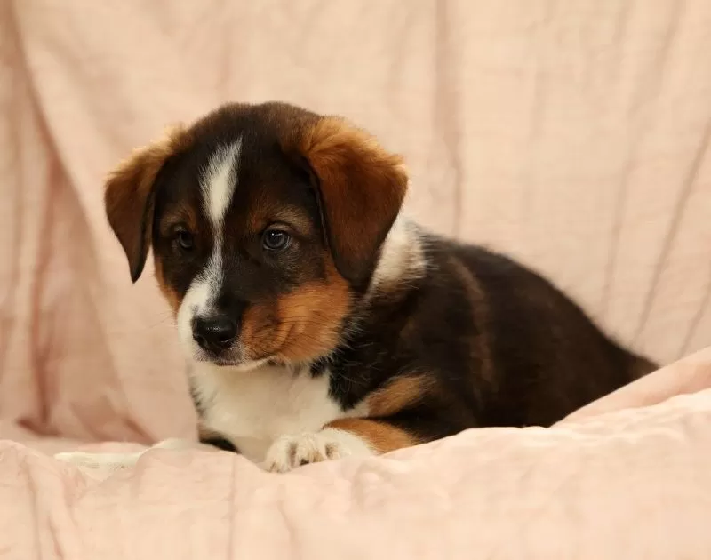 Duke