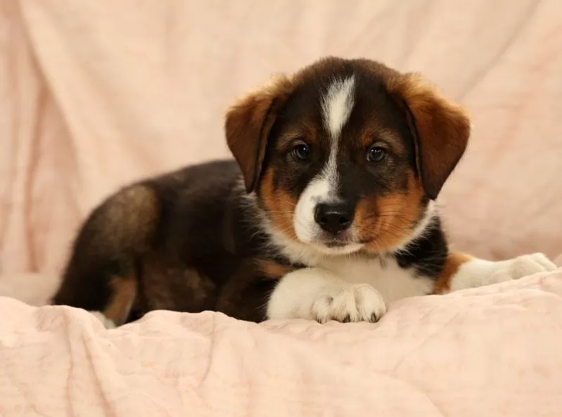 Duke