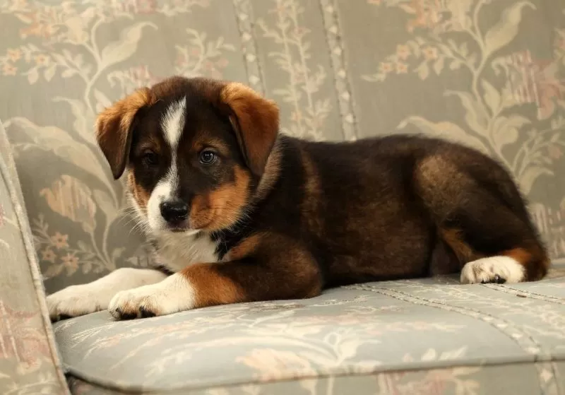 Duke