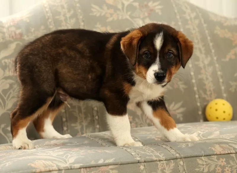 Duke