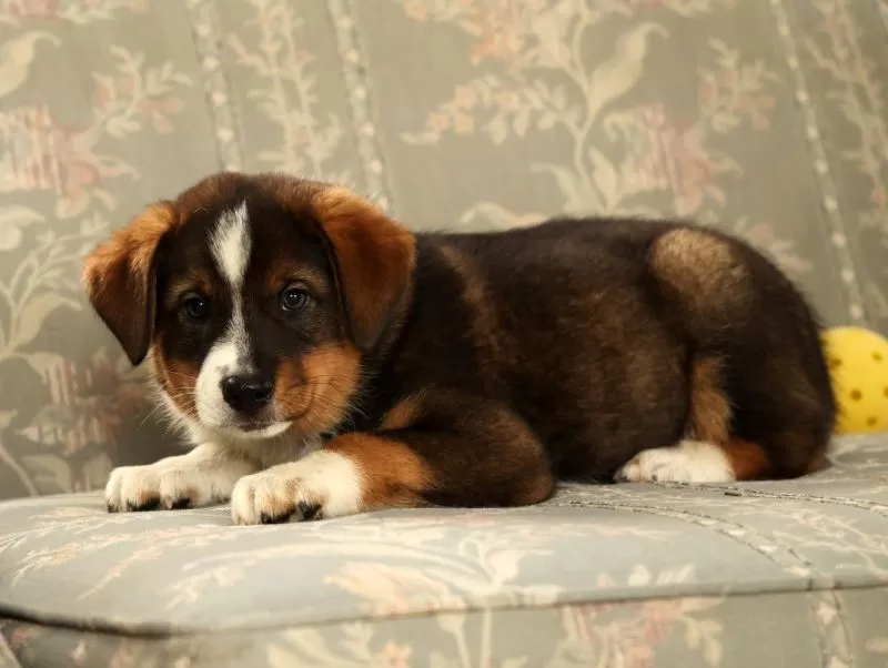 Duke
