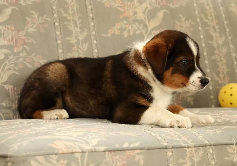 Duke