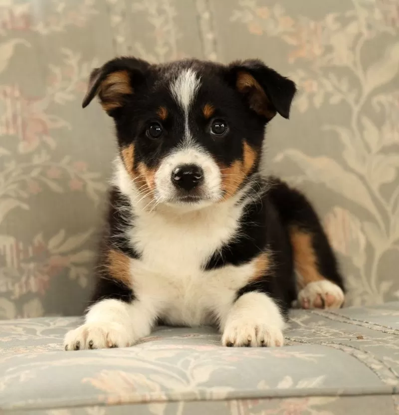 Zeke
