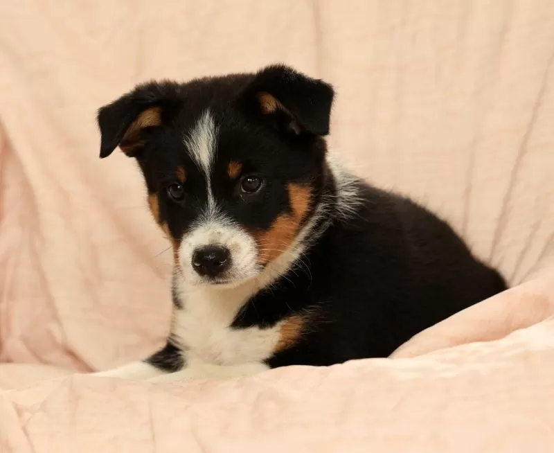 Zeke