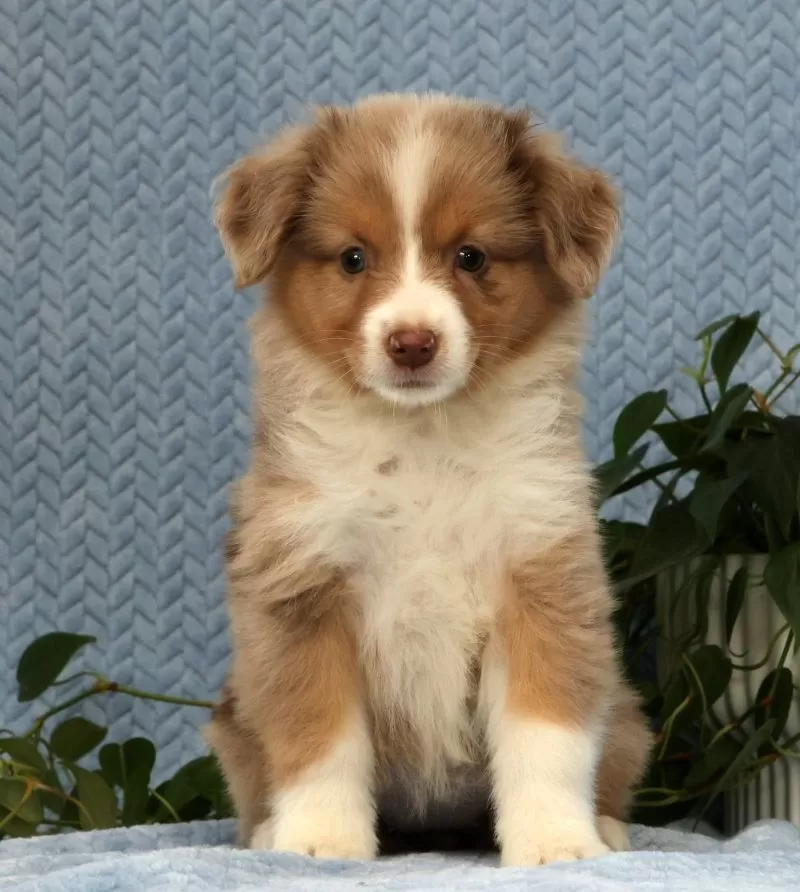 Remi