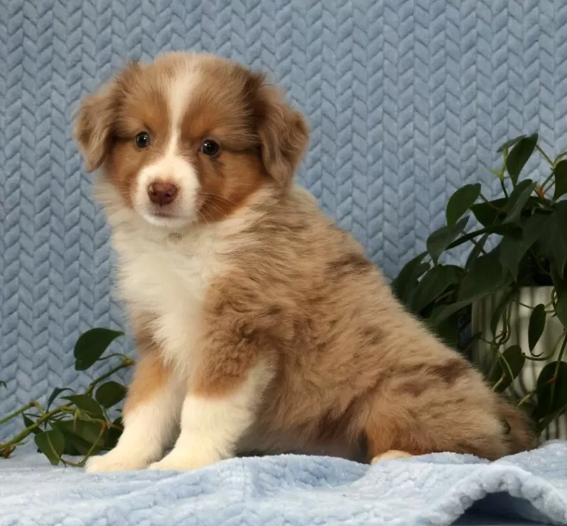 Remi