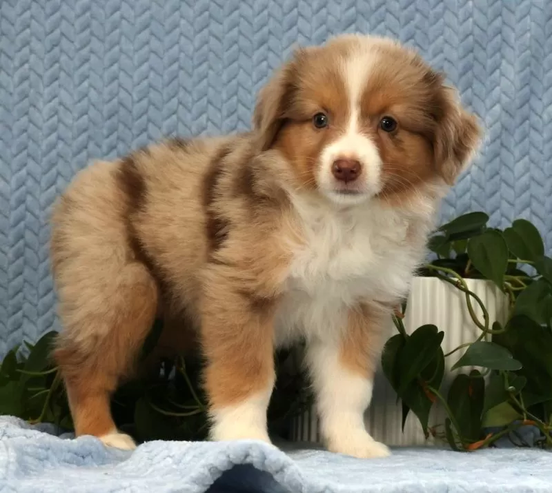 Remi