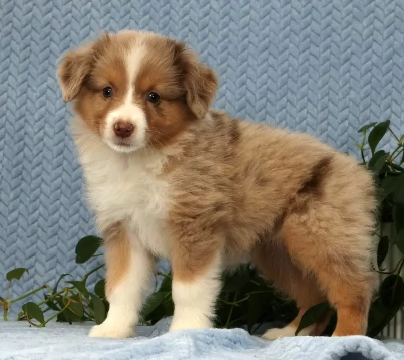 Remi