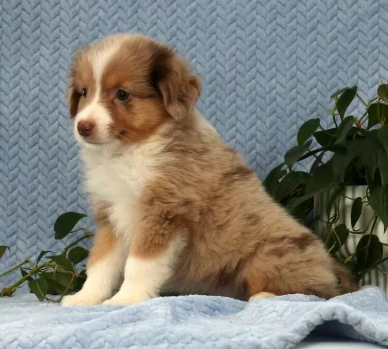 Remi