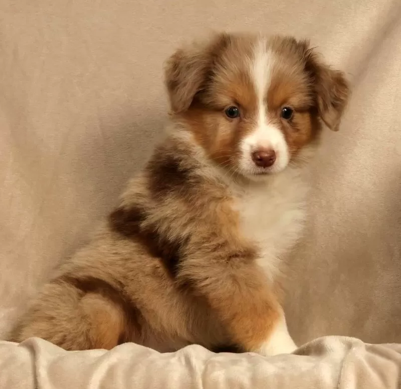 Remi
