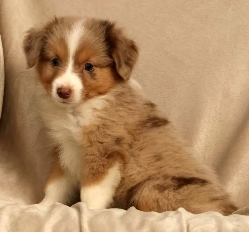 Remi