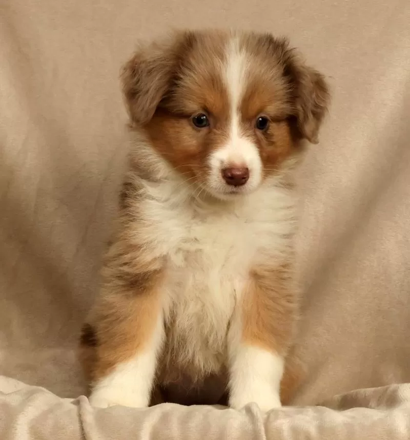 Remi