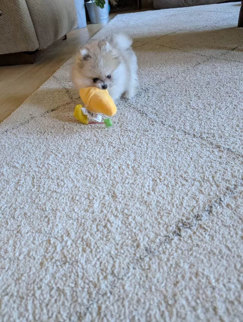 Jude