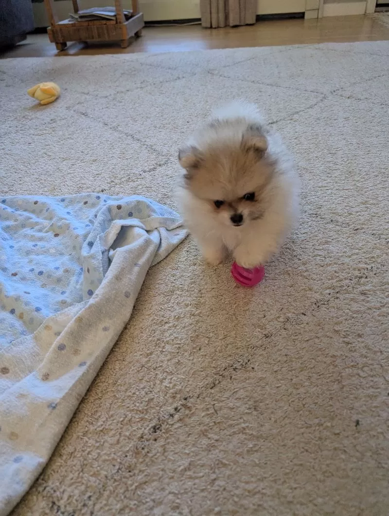 Jude