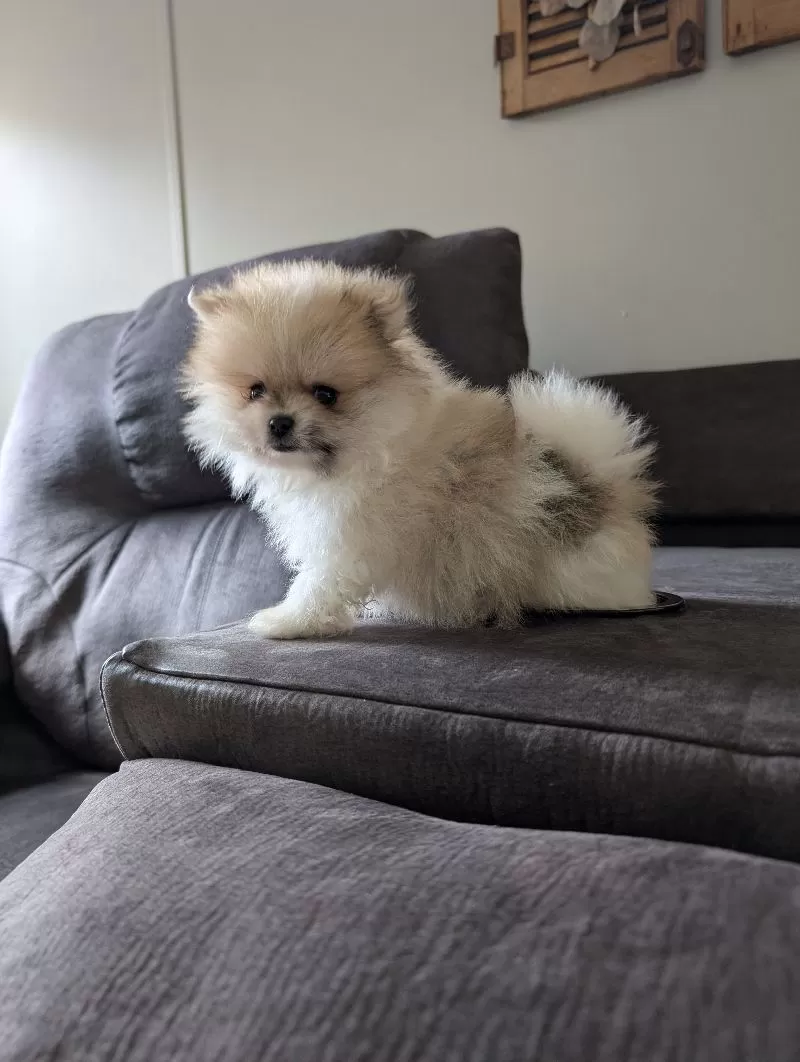 Jude