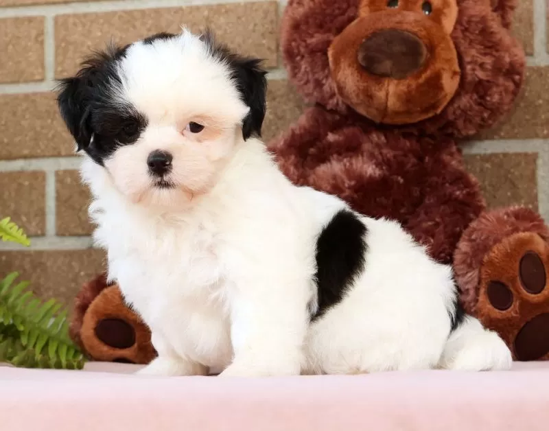Gracie