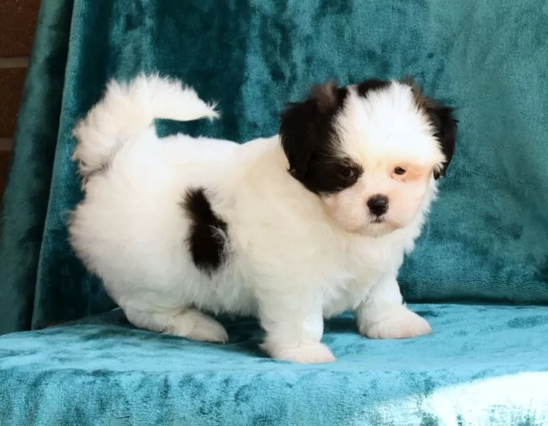 Gracie
