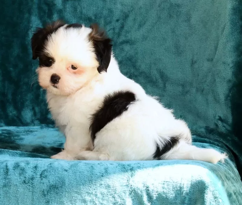 Gracie