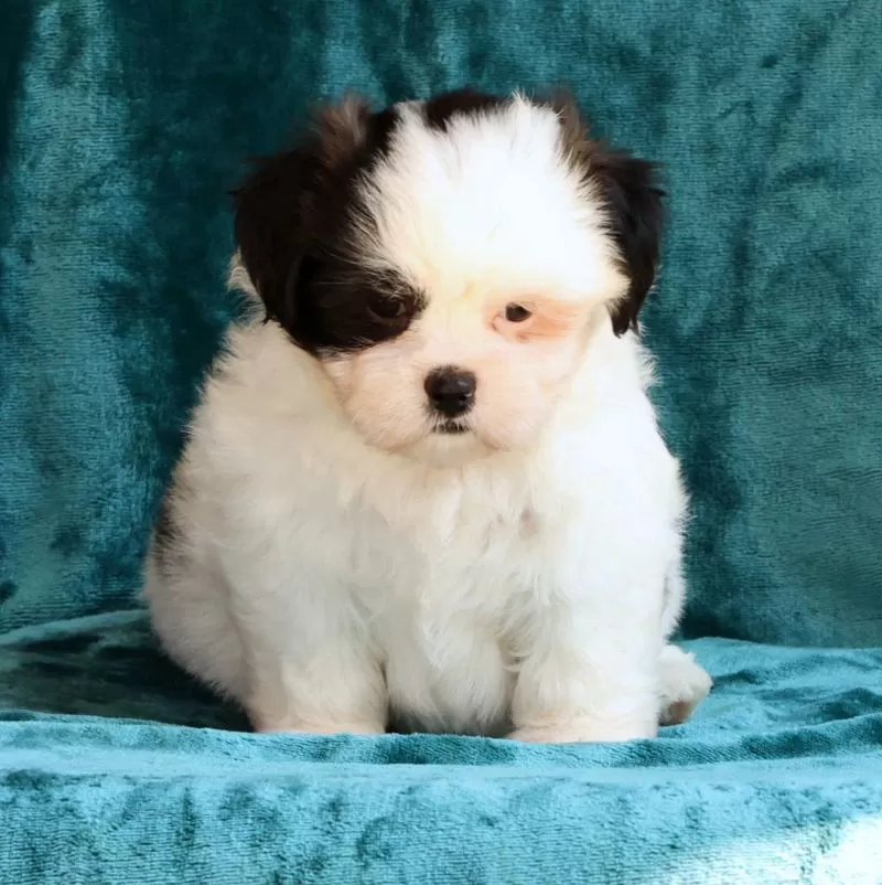 Gracie