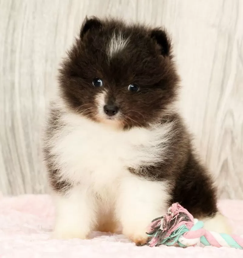 Sapphire Princess