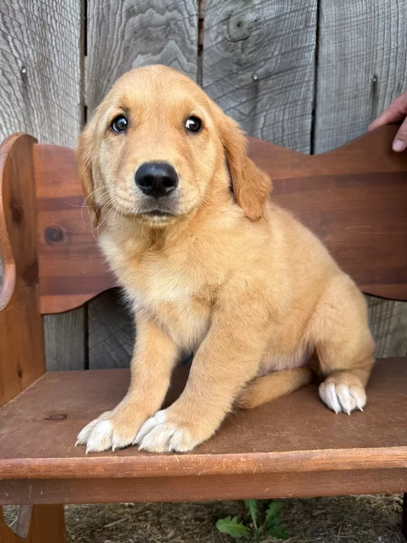 Bo