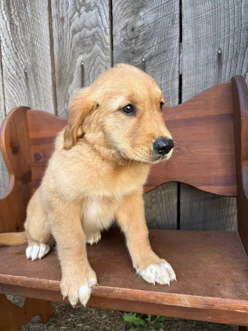 Bo